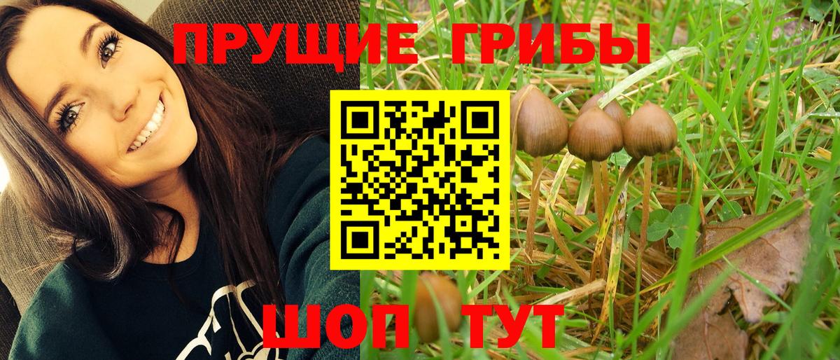 Сердобск  Галлюциногенные грибы Psilocybine cubensis  Вход с VPN 